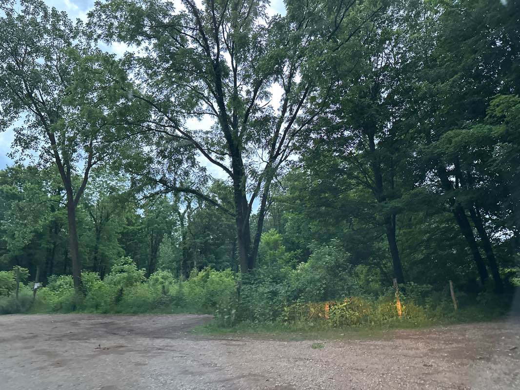 walking near me in Wolf Tree Nature Trails in summer