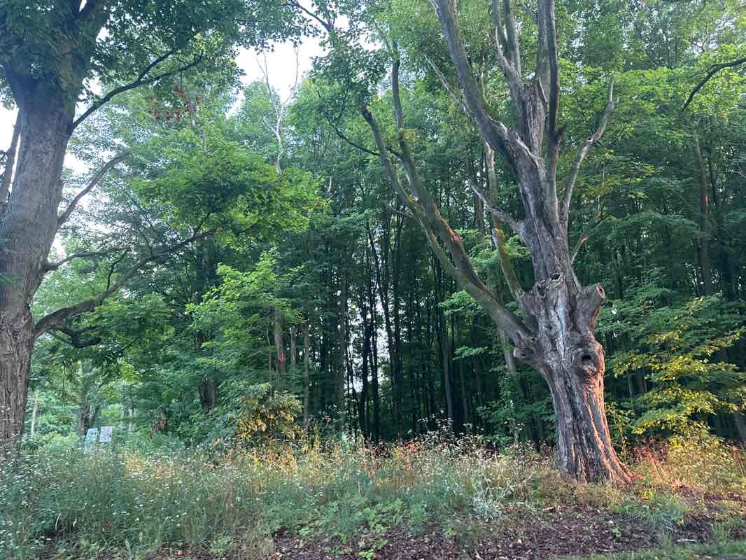 walking near me in Wolf Tree Nature Trails in summer
