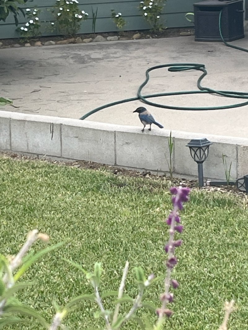 walking near me in Obregon Park in summer