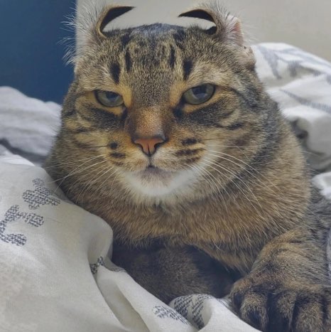 Карина Хамитова