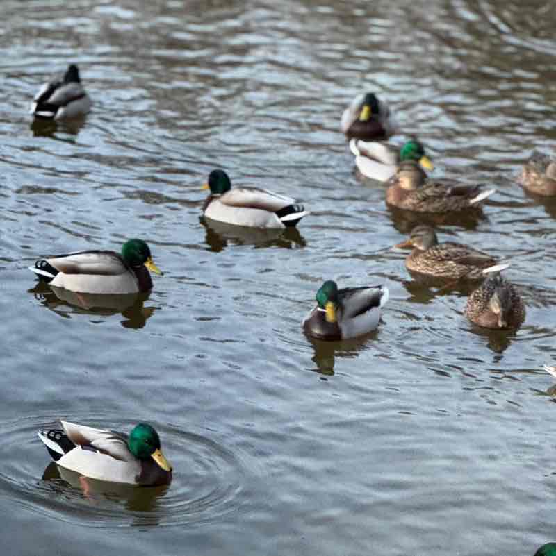 Шагаем вместе Татьяна post image