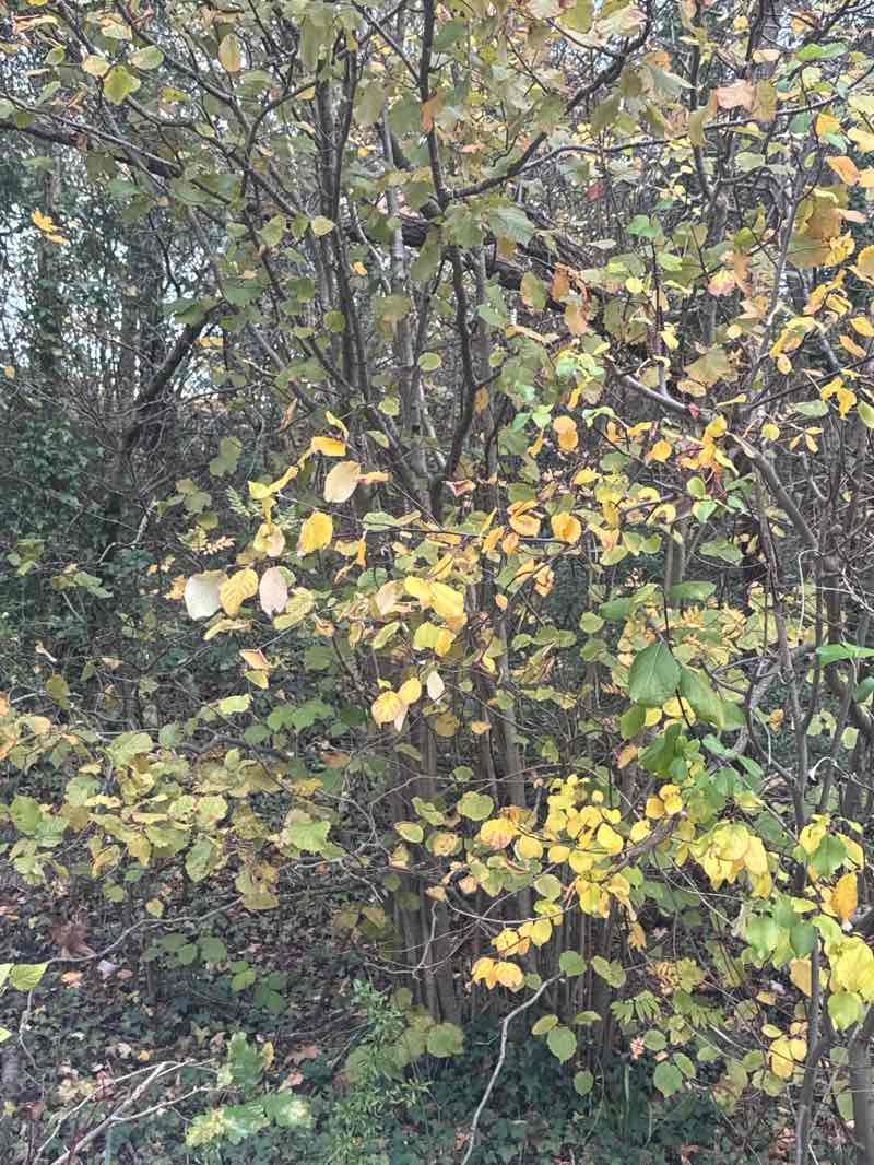 walking near me in Hillfield Park in autumn