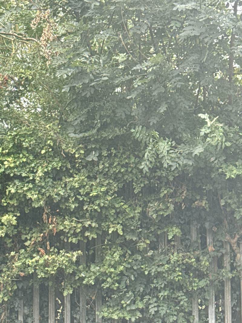 walking near me in Potters Green Corridor in autumn