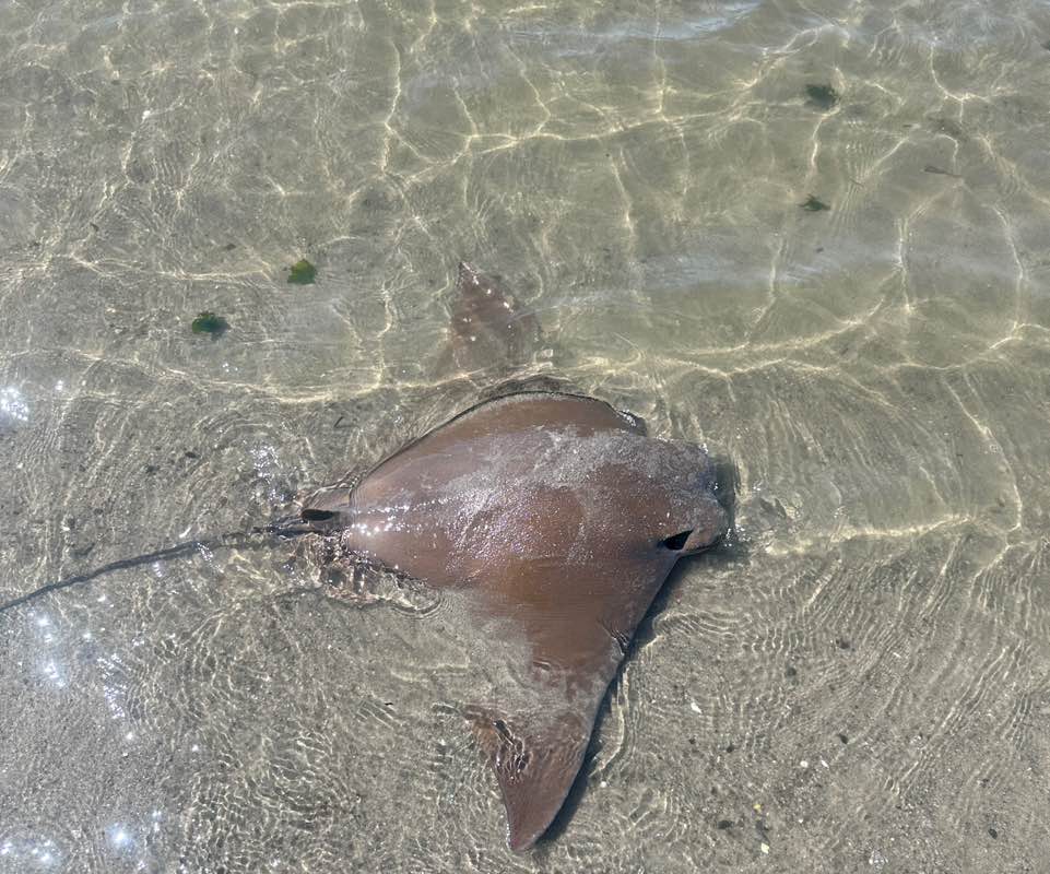 Crownprince Luficerent