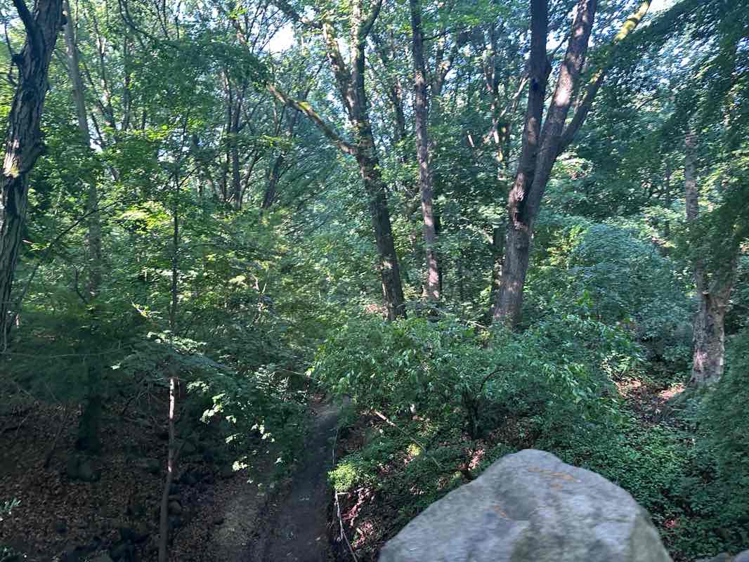 walking near me in Prospect Park in summer