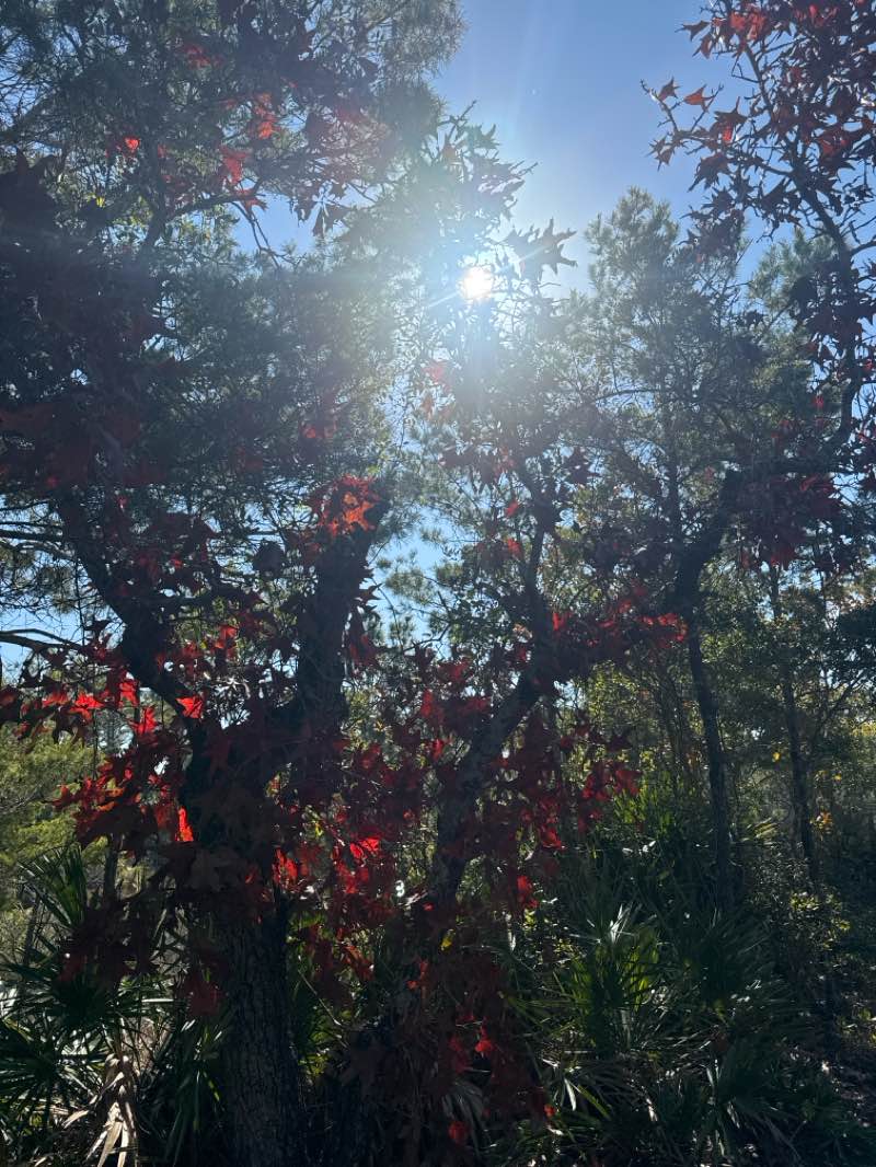 walking near me in Aaron Bessant Park in winter