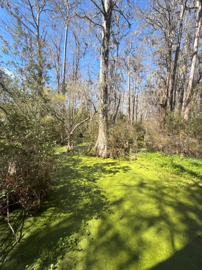 walking near me in Panama City Beach Conservation Park in spring