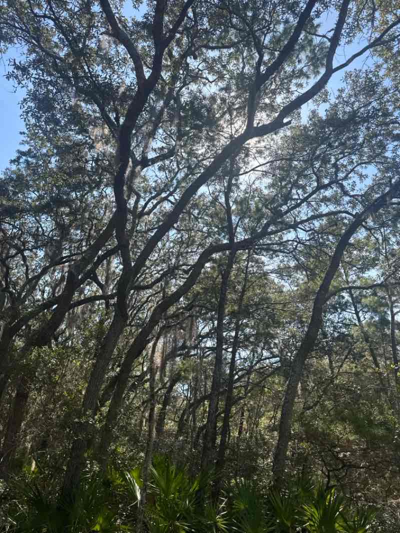 walking near me in Camp Helen State Park in winter
