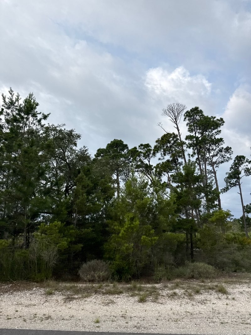 walking near me in Saint Andrews State Park in summer