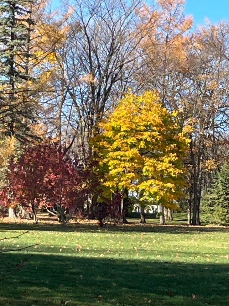 walking near me in Bois-de-Coulonge Park in winter