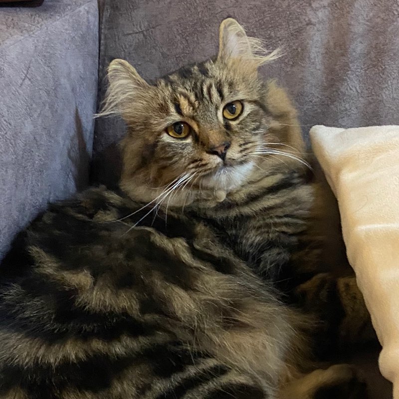 Elyn - Hausboom Kebaboooom!💥👑 icon