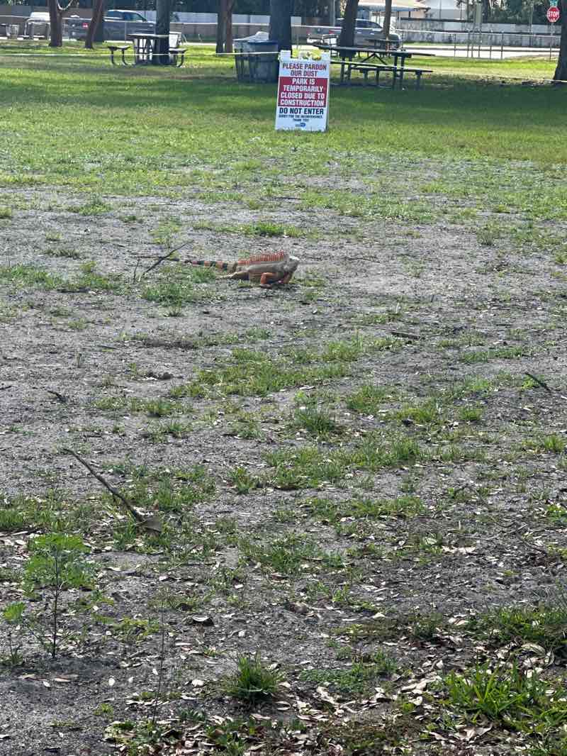 walking near me in Miller Drive Park in winter