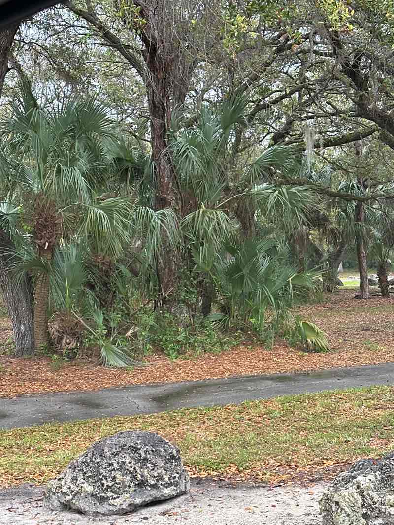 walking near me in A.D. Doug Barnes Park in winter