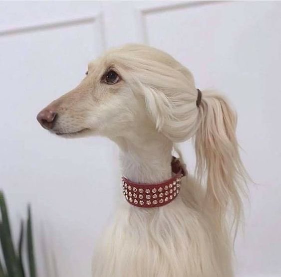 верчик profile