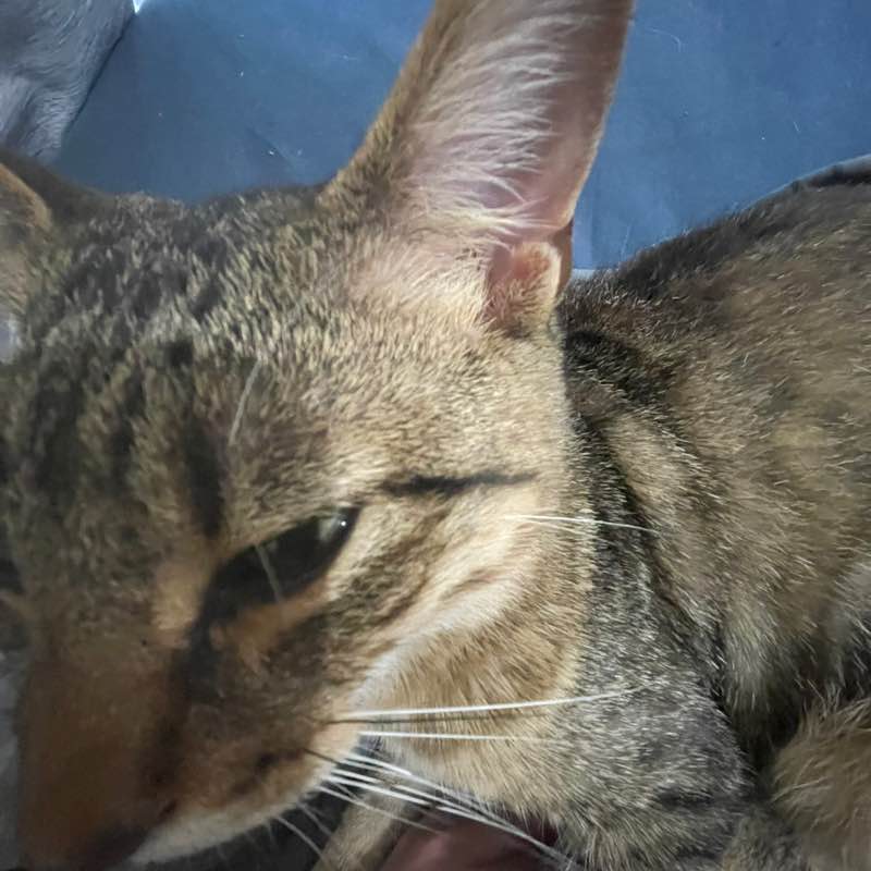 The Happy Tabbies 😸🌻🌻🌷⚘️🌹 🧷gray-step -⃝⃤🏳️‍🌈 post image