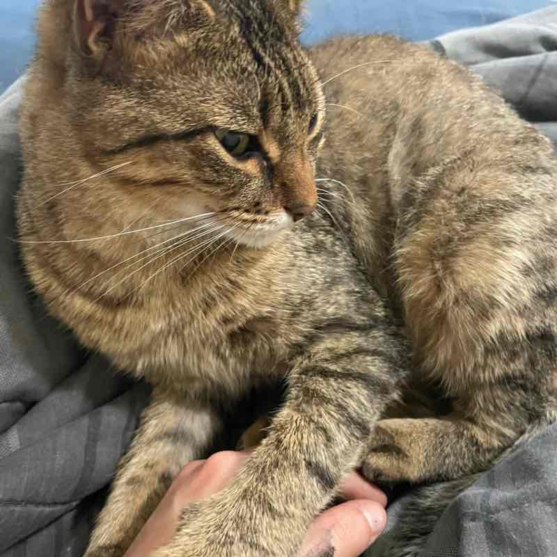 The Happy Tabbies 😸🌻🌻🌷⚘️🌹 🧷gray-step -⃝⃤🏳️‍🌈 post image