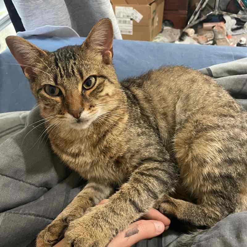 The Happy Tabbies 😸🌻🌻🌷⚘️🌹 🧷gray-step -⃝⃤🏳️‍🌈 post image