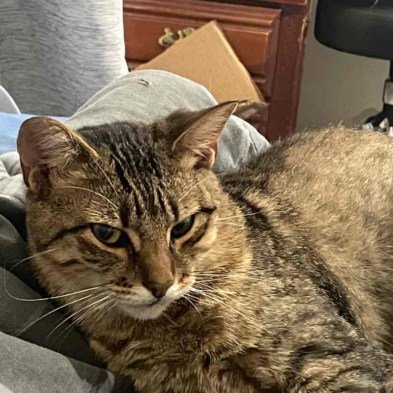 The Happy Tabbies 😸🌻🌻🌷⚘️🌹 🧷gray-step -⃝⃤🏳️‍🌈 post image