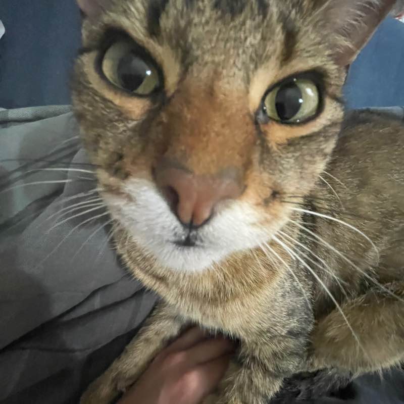 The Happy Tabbies 😸🌻🌻🌷⚘️🌹 🧷gray-step -⃝⃤🏳️‍🌈 post image