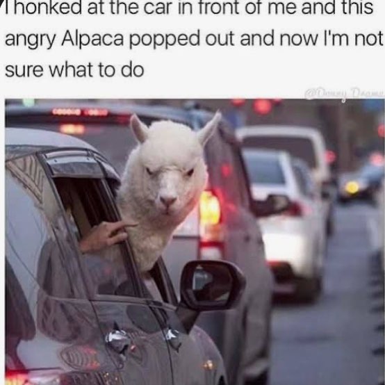 The Alpacaclan Club ๐ฆ ๐ฅ~P3anuts~๐ฅ post image