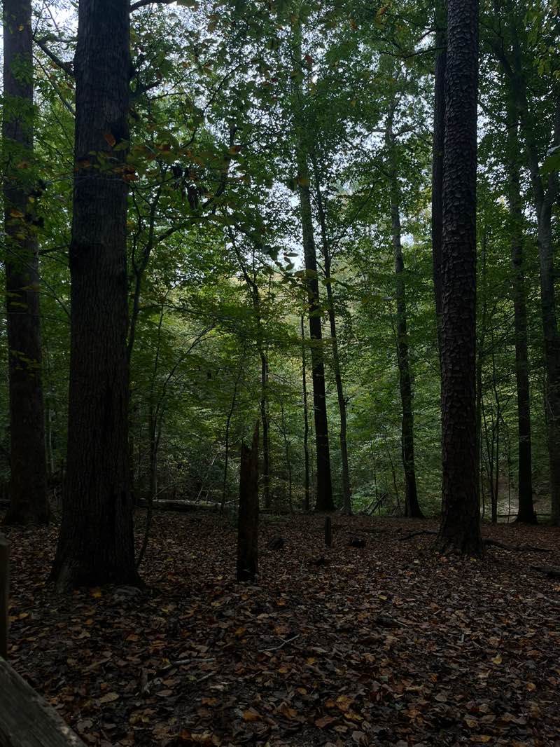 walking near me in William B. Umstead State Park in autumn