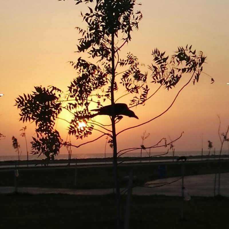 The Guinea pig group Yasmine post image