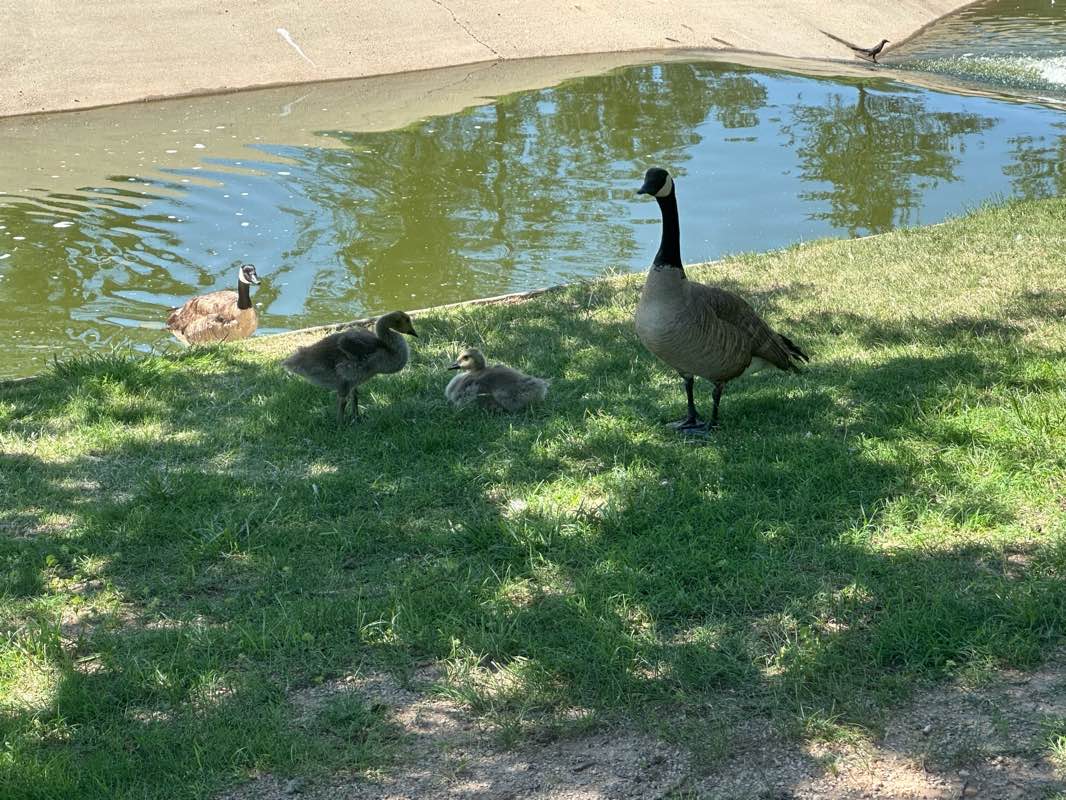 walking near me in Medical Center Park (Medipark) in summer