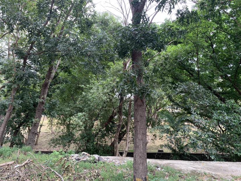 walking near me in Narra Park, Ayala Alabang in spring