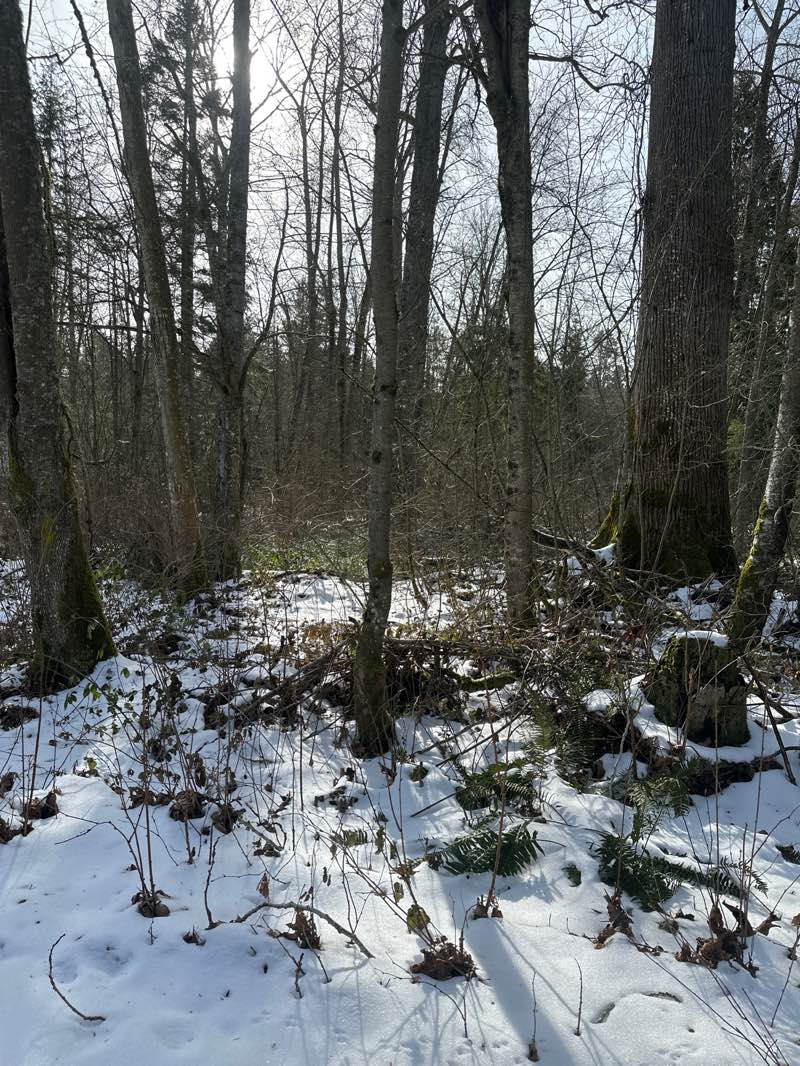 walking near me in Birch Bay State Park in winter
