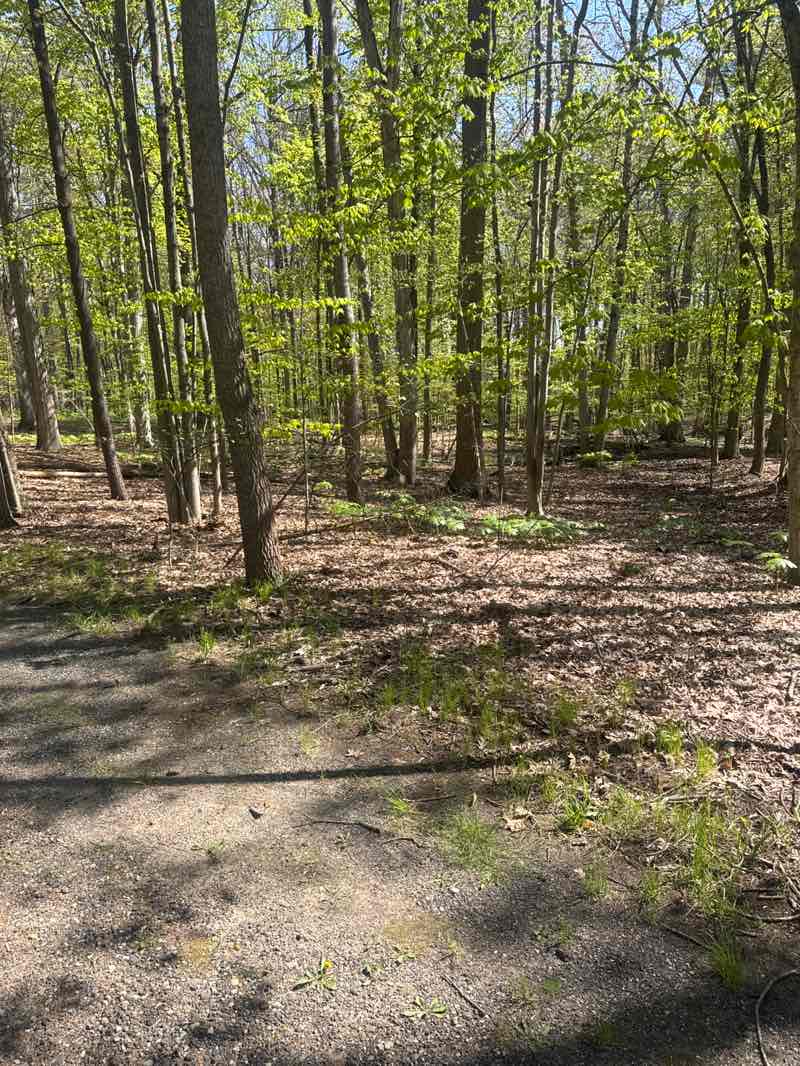 walking near me in Palmer Park in spring