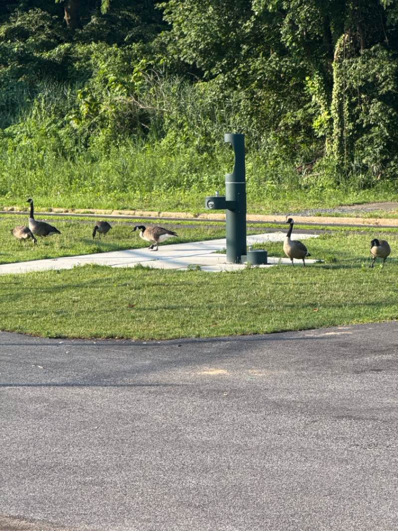 walking near me in Alvin P. Williams Memorial Park in summer