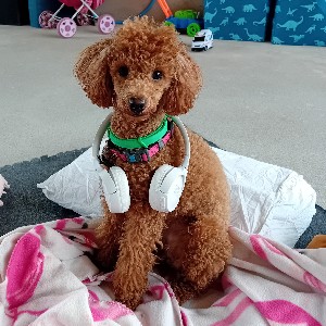 Lieputaitė Pociūnaitė profile