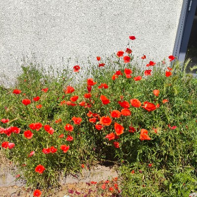 Vive la life roseline laram post image