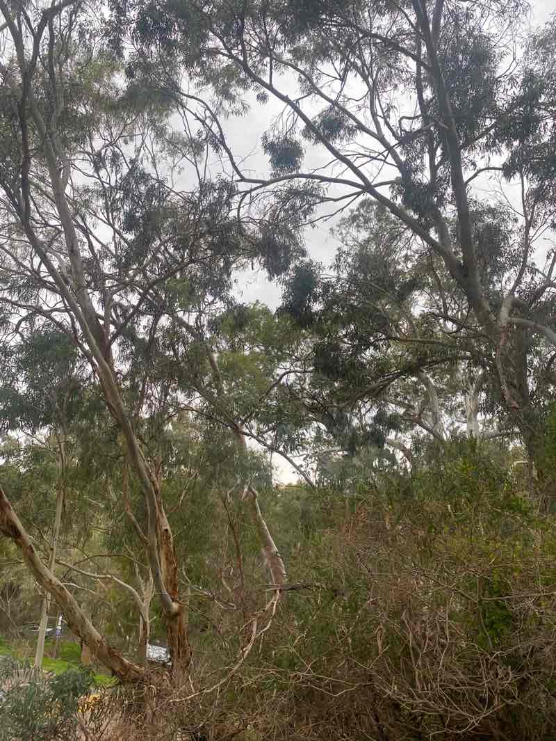 walking near me in Morialta Conservation Park in winter