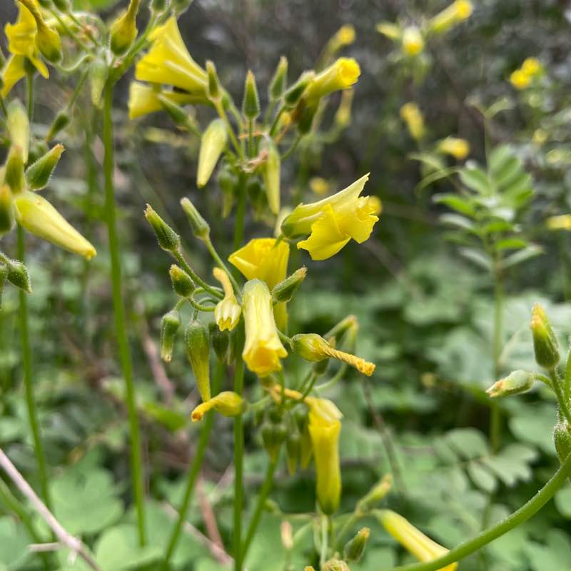 Daz pacer 🇩🇿 post 3