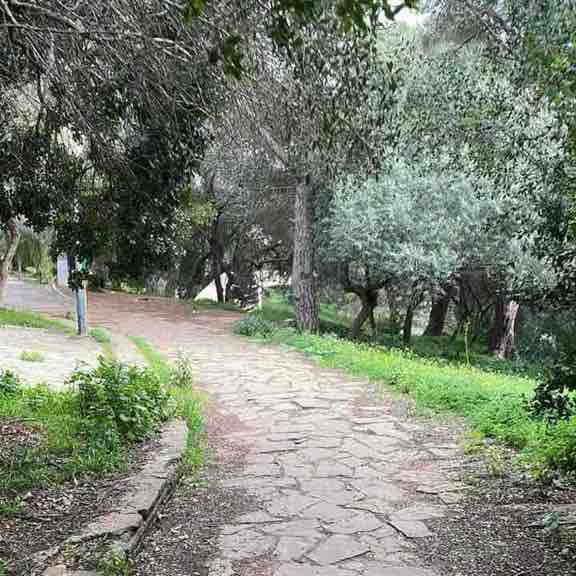 Daz pacer 🇩🇿 post 3