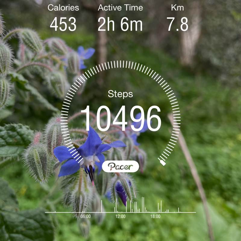 Daz pacer 🇩🇿 post 1