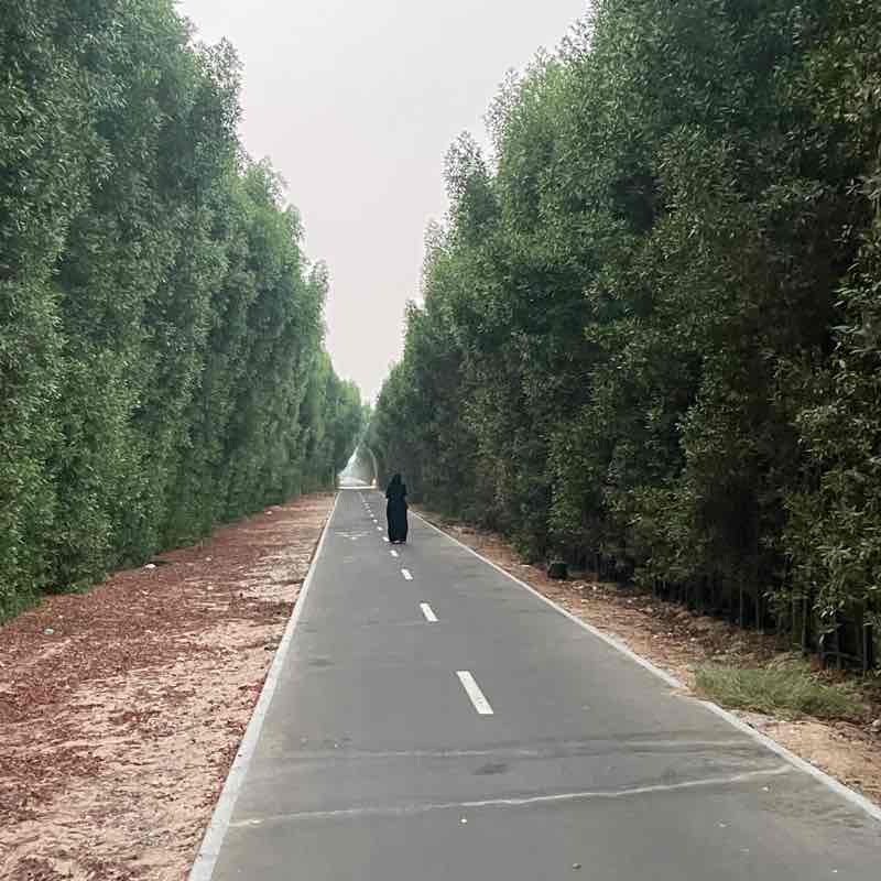 Daz pacer 🇩🇿 post 2