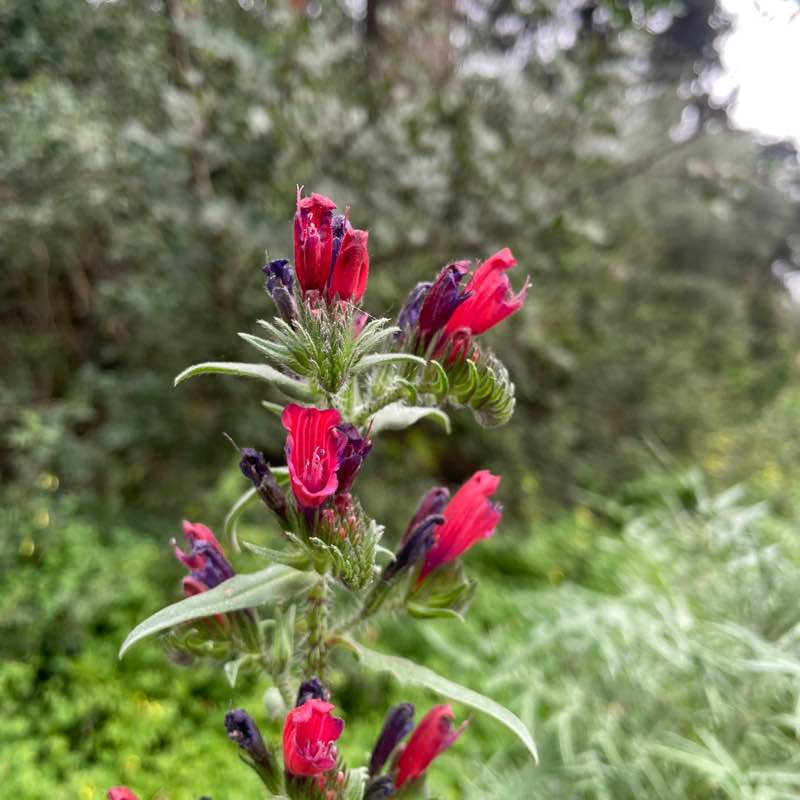 Daz pacer 🇩🇿 post 2