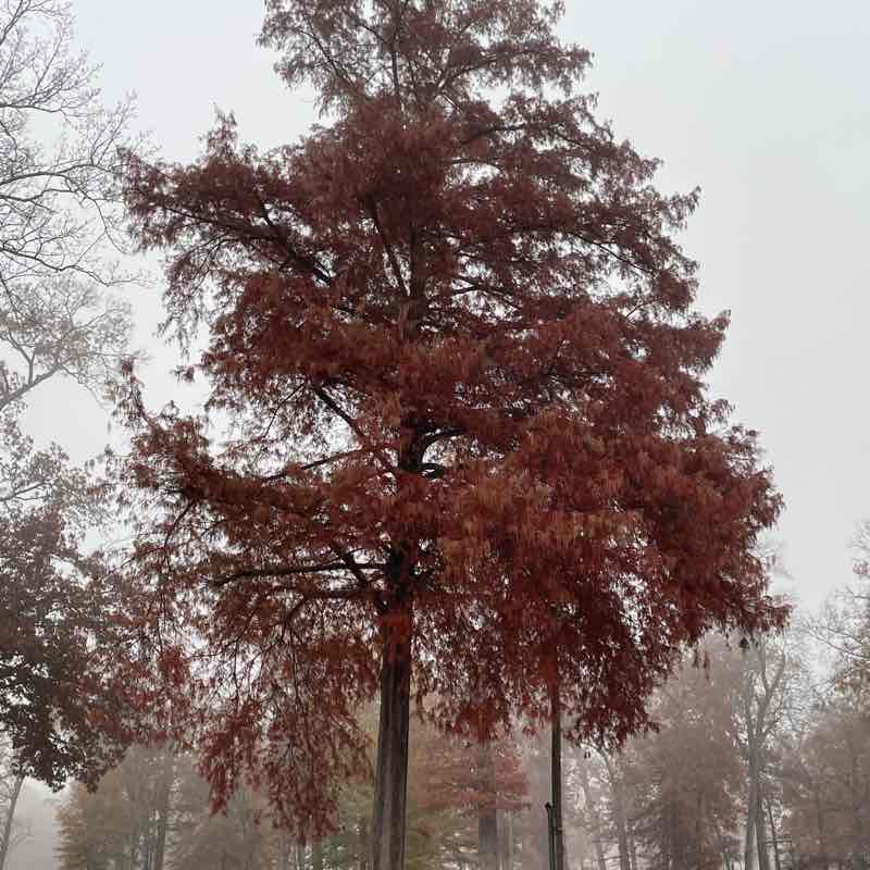 🫶🏻 🪼 Midnight Rain 🪼 🫶🏻 post 1