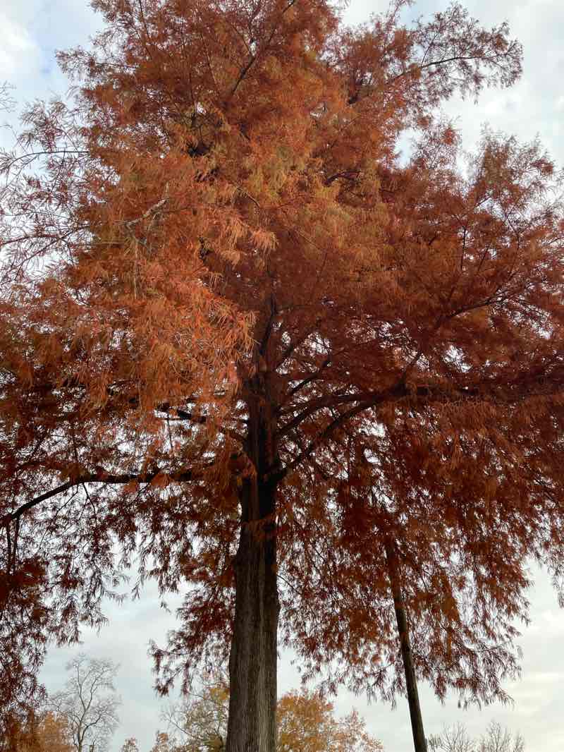 walking near me in Corinth City Park in autumn