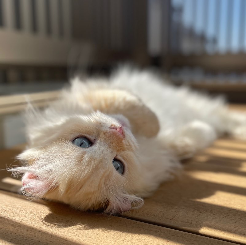 ちらーみず profile