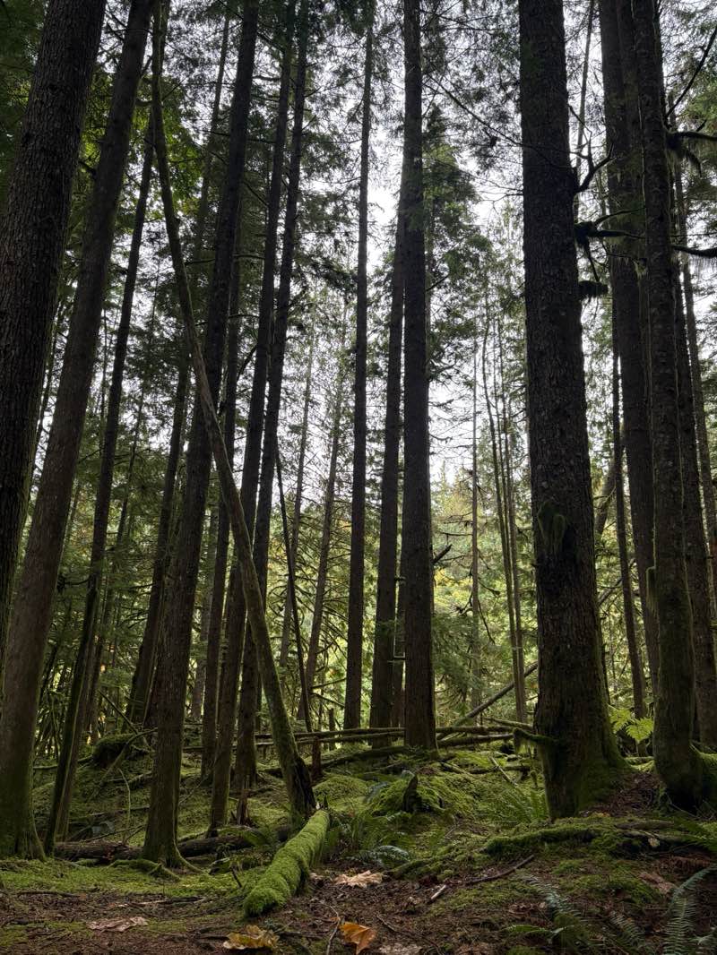 walking near me in Alice Lake Provincial Park in autumn