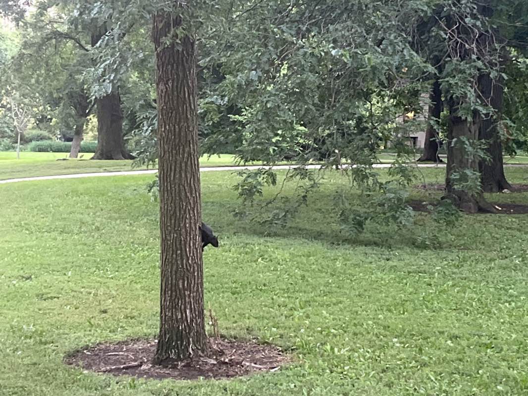 walking near me in Lincoln Park in autumn