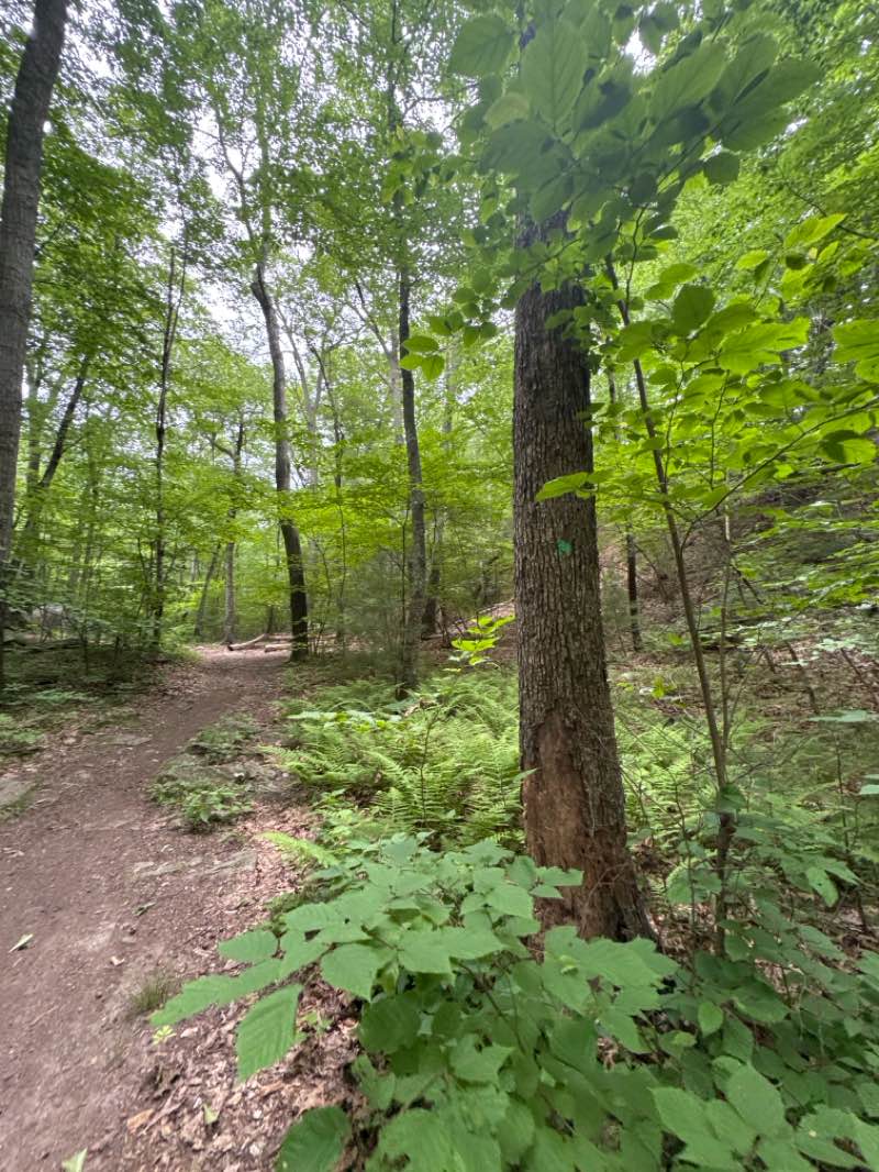 walking near me in Riverside Park in summer