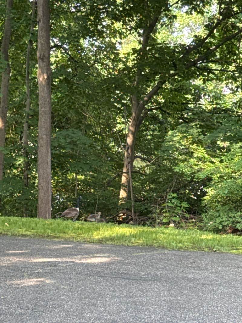 walking near me in Powder Mill Ledges Wildlife Refuge in summer