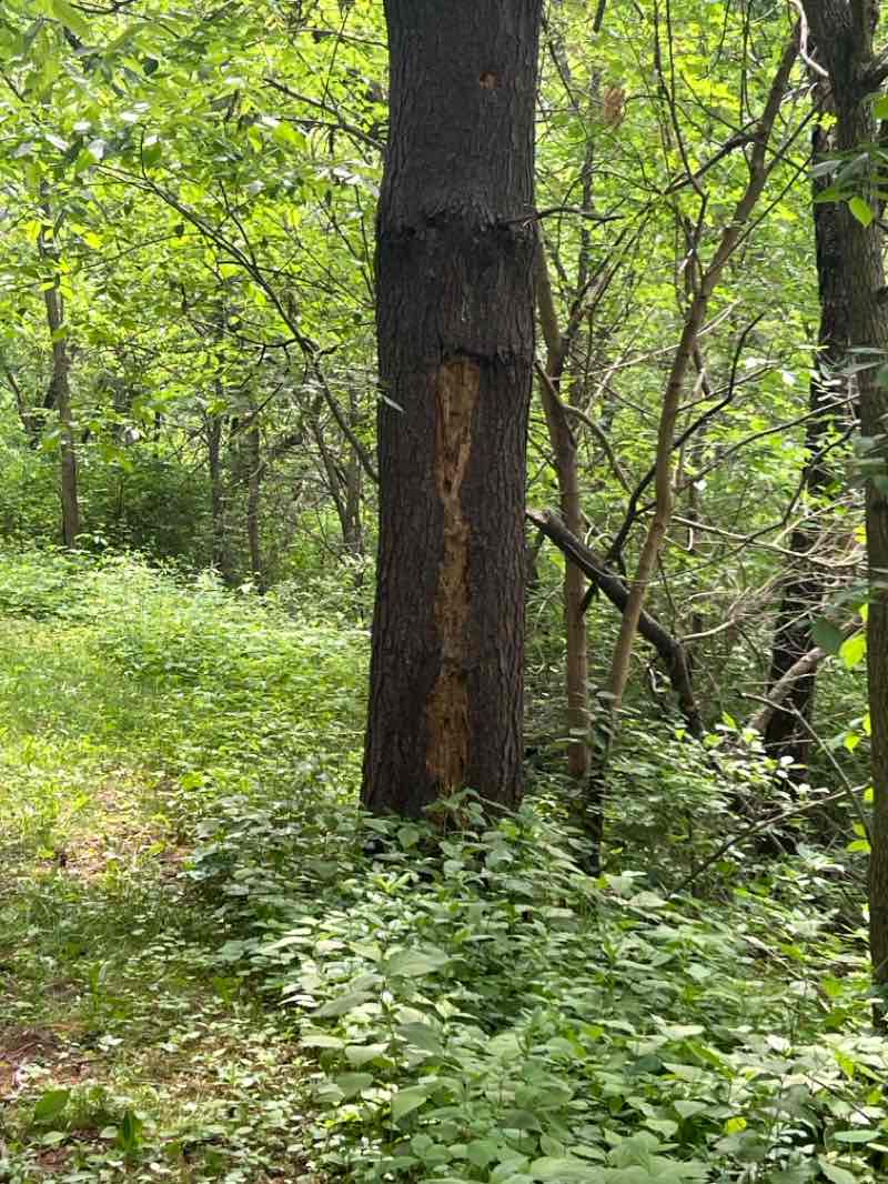 walking near me in Yellowstone Lake State Park in summer