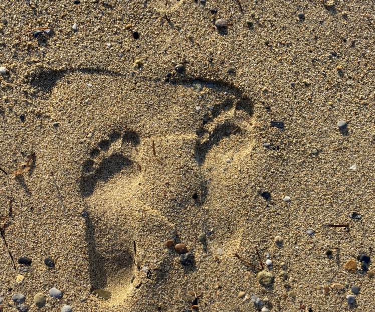 S. Caudia J. profile