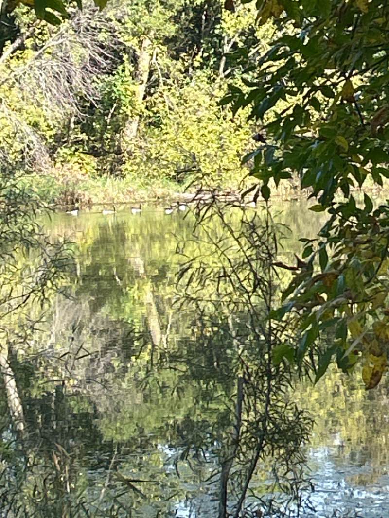 walking near me in Ojibway Park in autumn