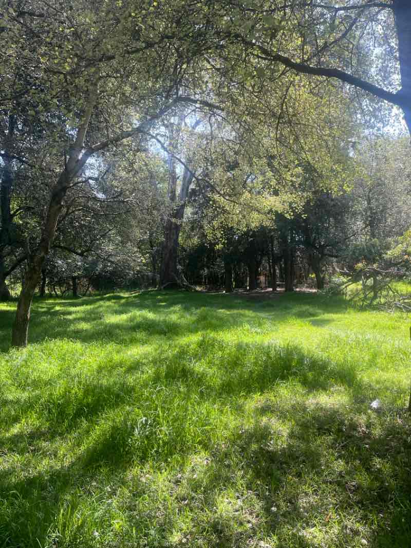 walking near me in Parque El vivero in summer